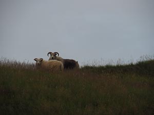 Wollende Schafe