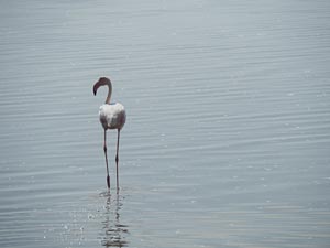 gehender Flamingo