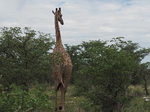laufende Giraffe 