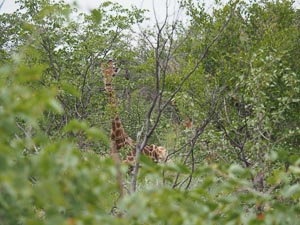 zwei versteckte Giraffen