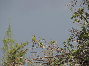 grüner Vogel