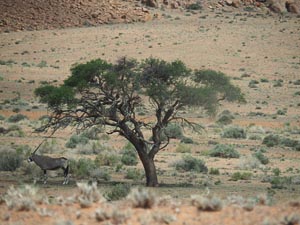 Oryx-Antilope im Schatten