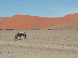 Oryx-Antilope in der Wüste