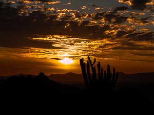 Kaktus im Sonnenuntergang