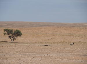einsame Antilope