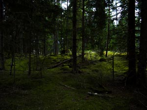 moosiger Wald